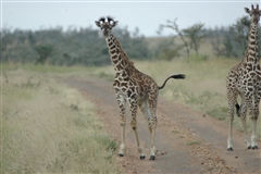 Masai Giraffe