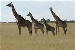 Masai Giraffe