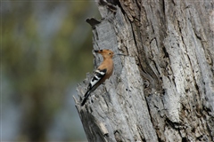 African Hoopoe