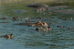 Hippopotamus