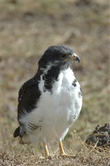 Augur Buzzard