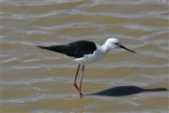 Black-winged Stilt