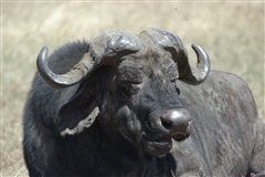 African Buffalo