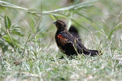 Fan-tailed Widowbird