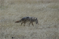 Golden Jackal