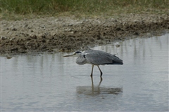 Grey Heron