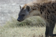 Spotted Hyena