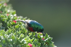 Northern Double-collared Sunbird