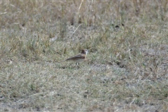 Short-toed Lark