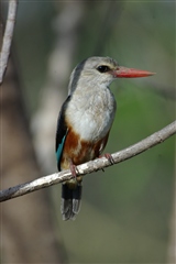 Grey-headed Kingfisher