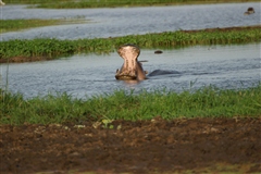 Hippopotamus