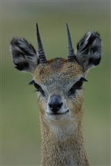 Klipspringer