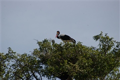 Saddle-billed Stork