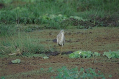 Squacco Heron