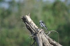 African-pied Wagtail