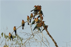 White-fronted Bee-eater