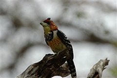 Crested Barbet