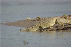 Crocodile