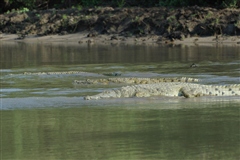 Crocodile