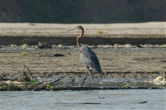 Goliath Heron