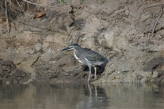 Striated (Green-backed) Heron