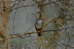 Grey-headed Kingfisher