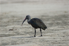 Hadada Ibis