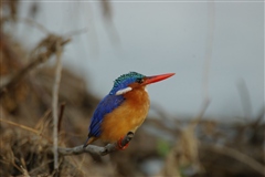 Malachite Kingfisher