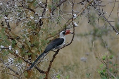 Von der Decken's Hornbill