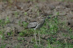 Water Thick-knee