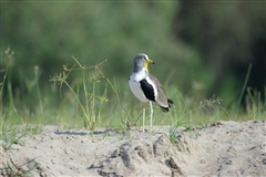 White-crowned Lapwing