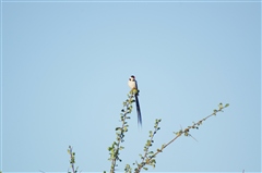 Pin-tailed Whydah