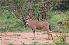 Beisa Oryx