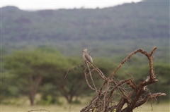 Blue-naped Mousebird