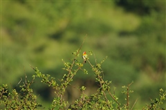 Green-winged Pytilia