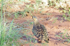 Black-faced Sandgrouse