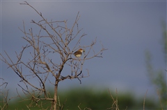 Tiny Cisticola