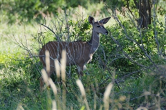 Lesser Kudu