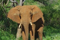 Elephant