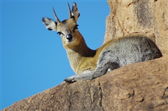 Klipspringer