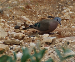 Emerald-spotted Wood-Dove