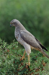 Eastern Chanting-Goshawk