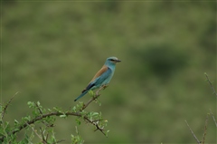 European Roller