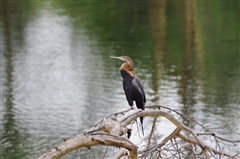 African Darter