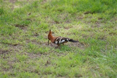 African Hoopoe