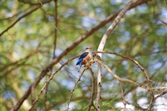 Grey-headed Kingfisher