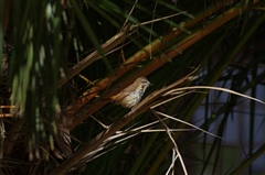 Spotted Morning-thrush