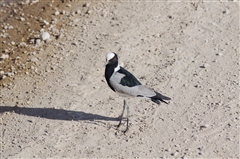 Blacksmith Lapwing