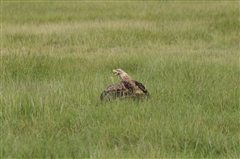 Tawny Eagle