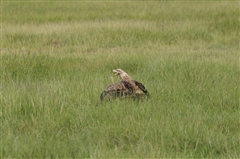 Tawny Eagle